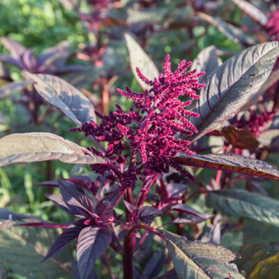 Amarante à Feuilles Hopi Red Dye