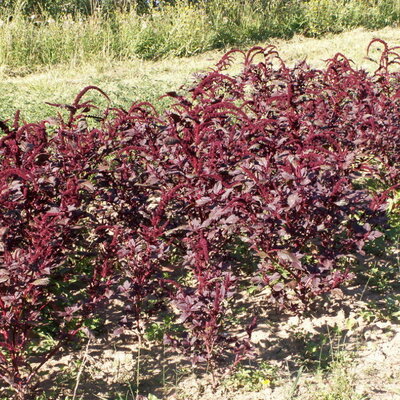 Amarante à Feuilles Paiute