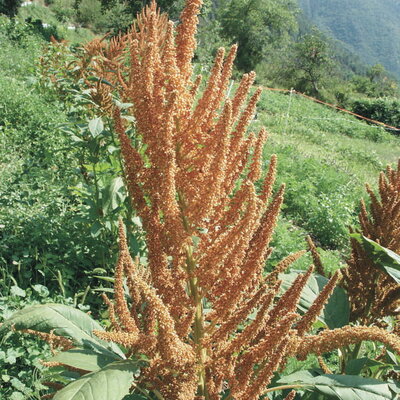 Amarante à Grains Golden Giant