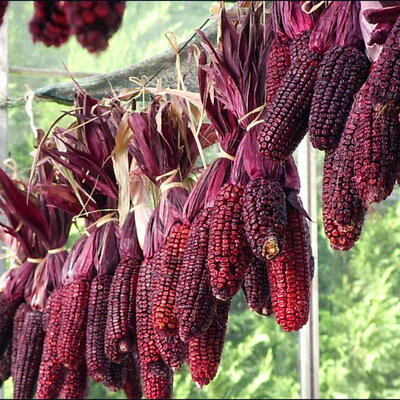 Maïs Doux Rouge Martian Purple