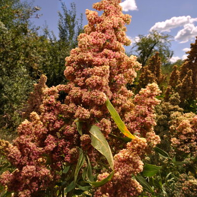 Quinoa Red Faro