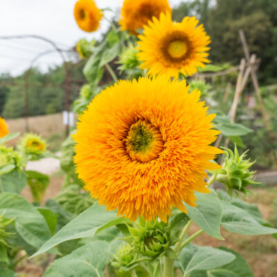 Tournesol à Fleurs Giant Sungold