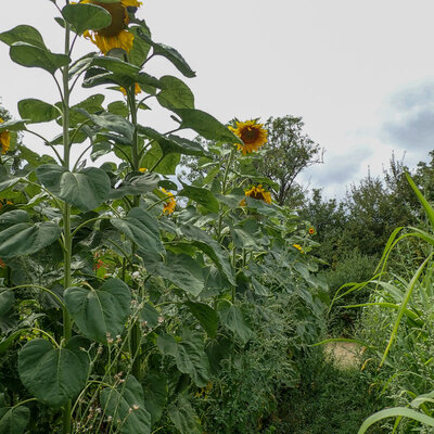 Tournesol à Graines Mongolian Giant