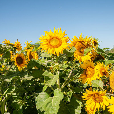 Tournesol à Fleurs Irish Eyes