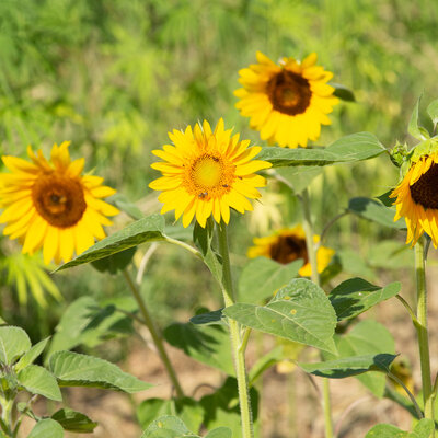 Tournesol à Graines Noir de Hongrie