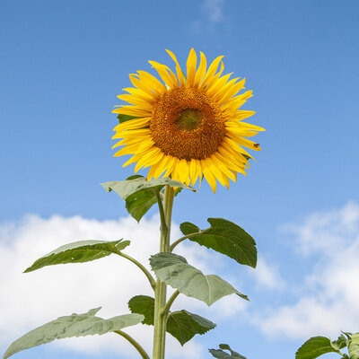 Tournesol à Graines Issanka