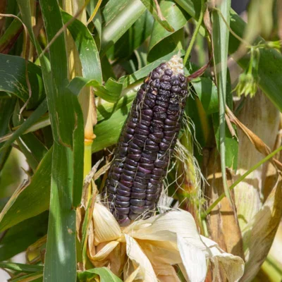 Maïs Doux Noir Black Aztec