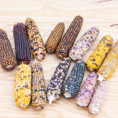 Maïs à Éclater En Mélange de Couleurs Cassiopeia
