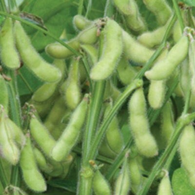 Soja Edamame Tohya