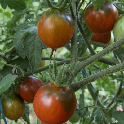 Tomates-Cerises - Black Centiflor Hypertress
