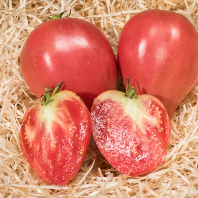 Tomate Rose Mi-Saison Mazarini