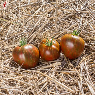 Tomate Bigarrée Mi-Saison Black And Brown Boar