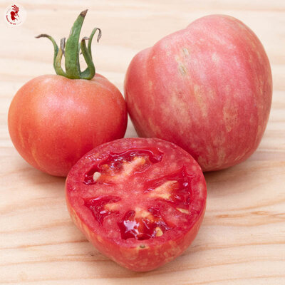 Tomates - Pink Furry Boar
