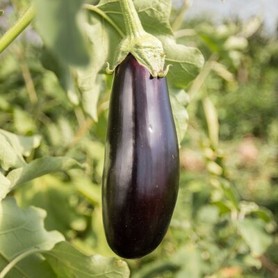 Aubergine Syrian Stuffing