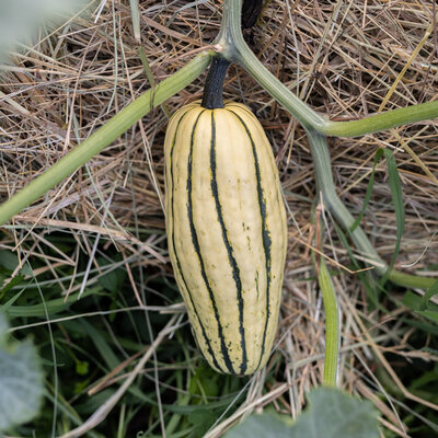 Courge Pepo Delicata Zeppelin