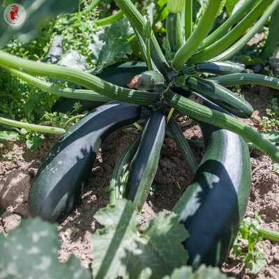 Courgette Zuboda - Allongée