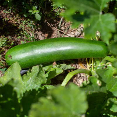 Courgette Dark Star - Allongée