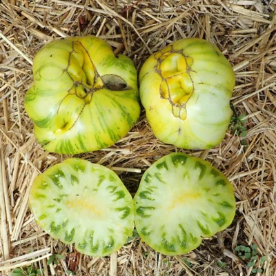 Tomate Rouge Précoce Turk’s Turban
