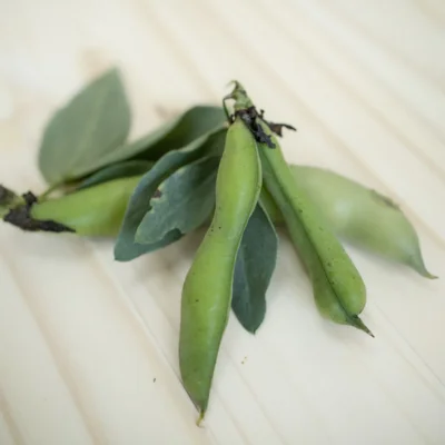 Fève Extra-Précoce à Graines Violettes