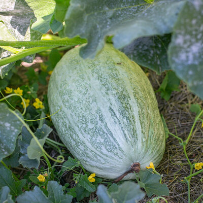 Courge Maxima Marblehead Yakima