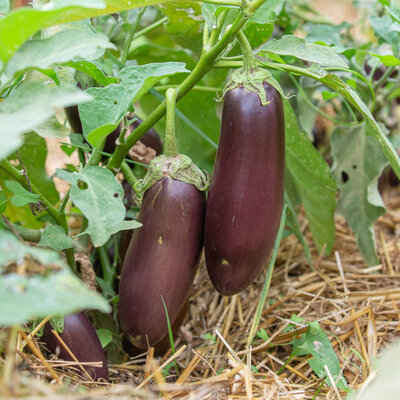 Aubergine Astrakom