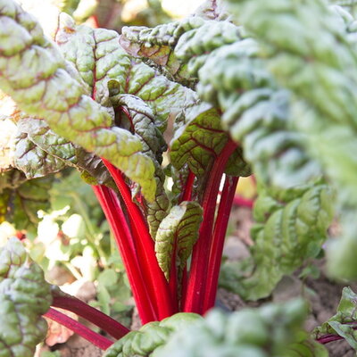 Côte de Blette À Cardes Rouges Feurio