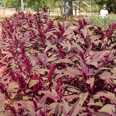 Amarante à Grains Rodale Red Leaf