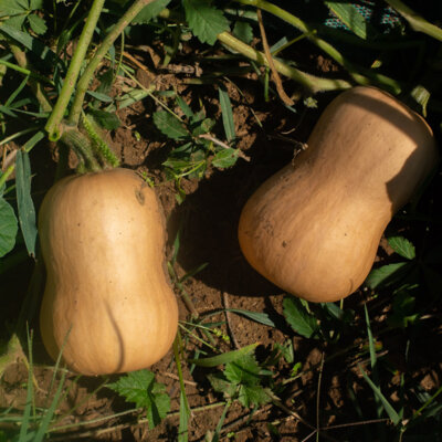 Courge Moschata Brûlée Butternut