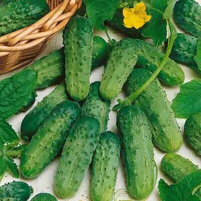 Cornichon National Pickling