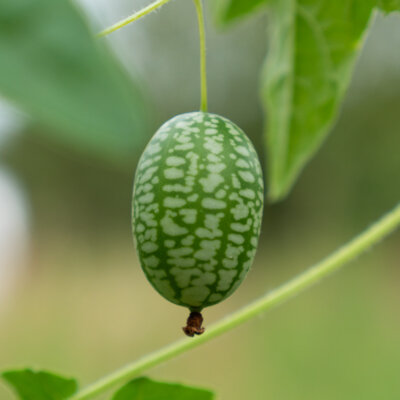 Concombre à confire — Cucamelon