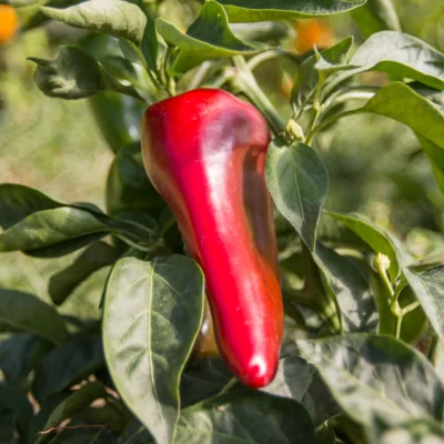 Piment Doux / Poivron Rouge/Précoce Rosso Duemila