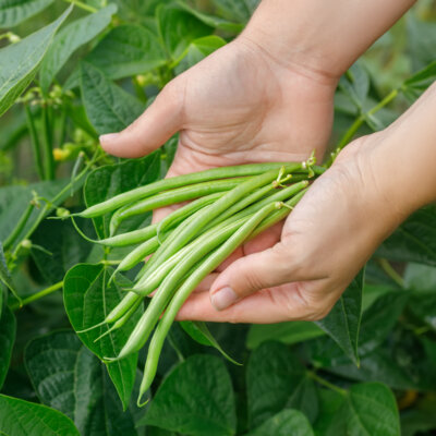 Haricot Mangetout Nain Oxinel