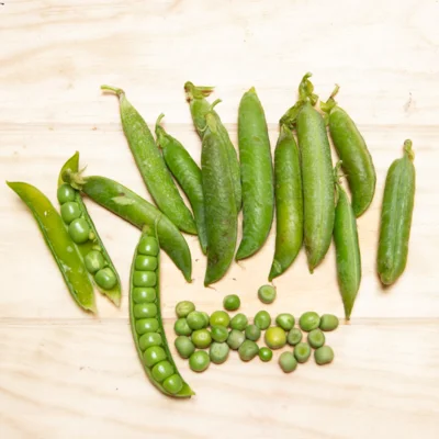 Pois à Écosser Nain Gloriosa