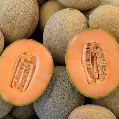 Melon Retato Degli Ortolani