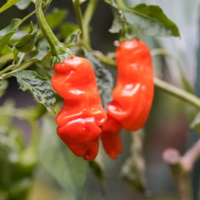 Piment Très Fort Rouge/Tardif Peter Pepper