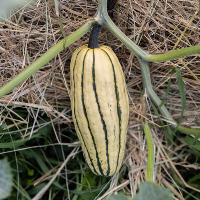 Courge Pepo Delicata