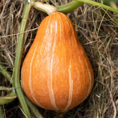 Courge Maxima Potimarron à Gros Fruits