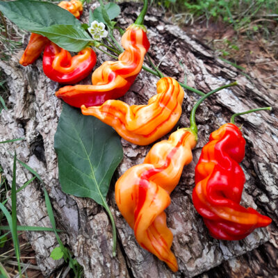 Piment Très Fort Pêche Rouge/De Mi-Saison Sugar Rush Stripey