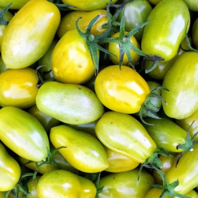 Tomate-Cerise Verte Mi-Saison Prune Verte