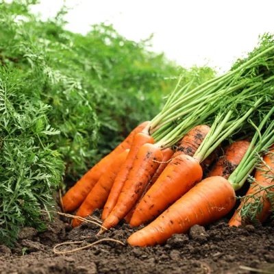 Carotte Demi-Longue de Luc