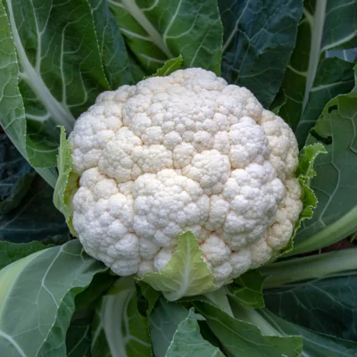 Chou Fleur Tardif d’Angers