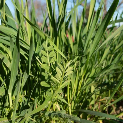 Méteil Seigle et Vesce