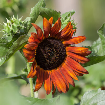 Tournesol à Fleurs Velvet Queen