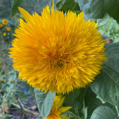 Tournesol à Fleurs Tohoku Yae