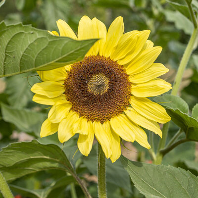 Tournesol à Fleurs Giant Primrose