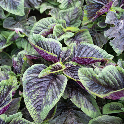 Amarante à Feuilles Tricolore