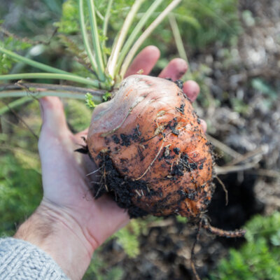 Carotte Orange De Guérande