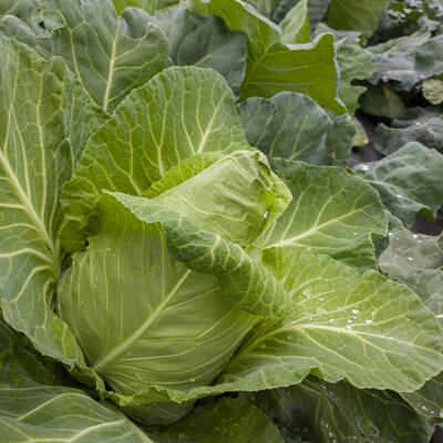 Chou Cabus Vert De Printemps Cœur de Bœuf des Vertus