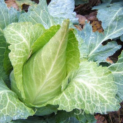 Chou Cabus Blanc D’Été et d’Automne Filderkraut