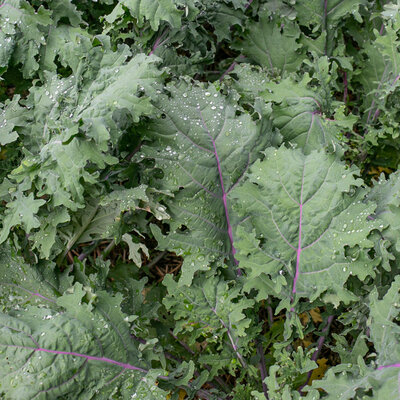 Chou Frisé / Kale Sibérien Rouge de Russie